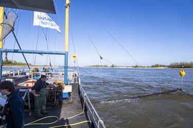 Excursie : Kuilen naar trekvis op de Waal (De Rijn Verbindt)