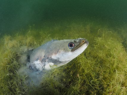 WIAS Course Sensor applications for aquatic species